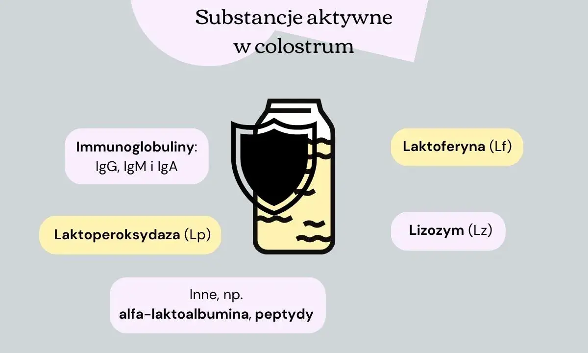Colostrum zawiera laktoferynę, immunoglobuliny i inne substancje. Co lepsze colostrum czy laktoferyna? Obrazek pokazuje składniki colostrum.