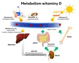 Schemat metabolizmu witaminy D. Witamina D3 dawka uderzeniowa pochodzi ze słońca, mleka, jajek i ryb, a następnie jest przetwarzana w wątrobie i nerkach.