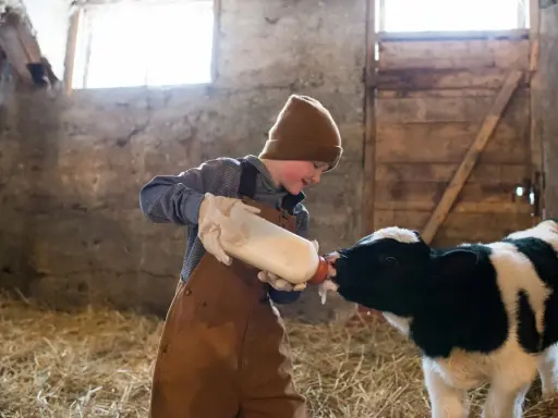Chłopiec w brązowych ogrodniczkach i czapce karmi butelką cielątko. Widać, jak mleko, być może siara bydlęca, kapie z pyszczka zwierzęcia.