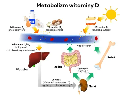 Schemat metabolizmu witaminy D. Witamina D3 dawka uderzeniowa pochodzi ze słońca, mleka, jajek i ryb, a następnie jest przetwarzana w wątrobie i nerkach.
