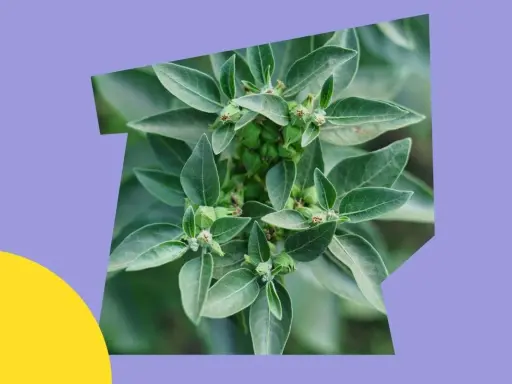 Ashwagandha, znana z witanolidów, to roślina o zielonych liściach i pąkach.