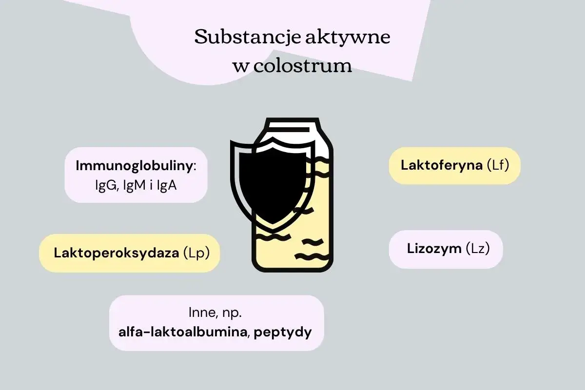 Colostrum zawiera laktoferynę, immunoglobuliny i inne substancje. Co lepsze colostrum czy laktoferyna? Obrazek pokazuje składniki colostrum.