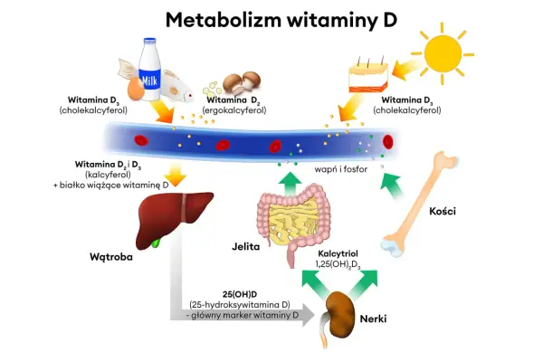 Schemat metabolizmu witaminy D. Witamina D3 dawka uderzeniowa pochodzi ze słońca, mleka, jajek i ryb, a następnie jest przetwarzana w wątrobie i nerkach.