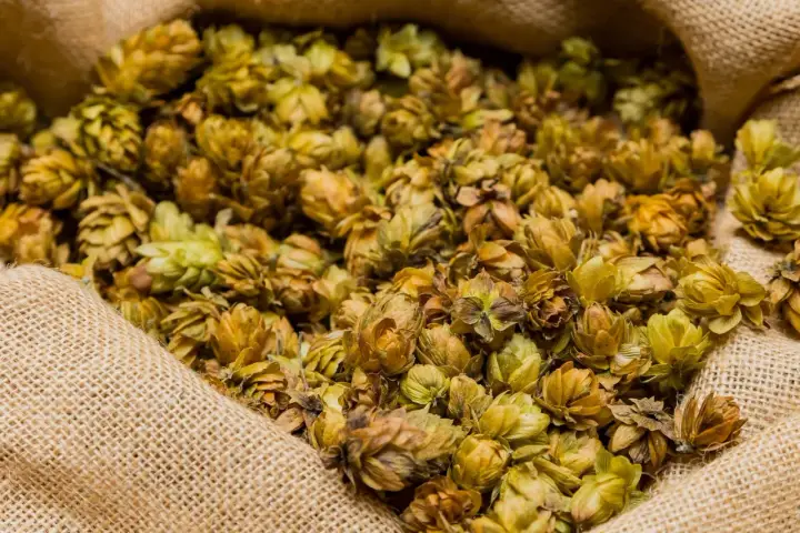 Siano z szyszek chmielu w worku. Chmiel, choć ceniony w piwowarstwie, może wywoływać lupulina skutki uboczne.